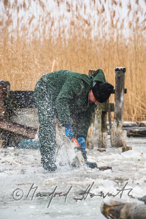 pulling out rotten pickets from the frozen lake