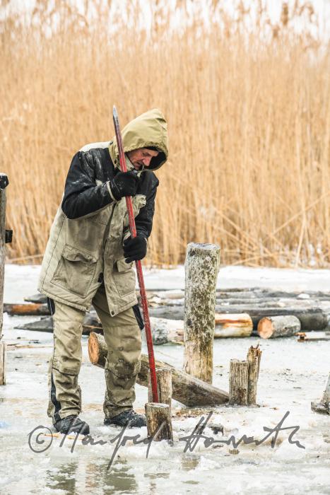 pulling out rotten pickets from the frozen lake