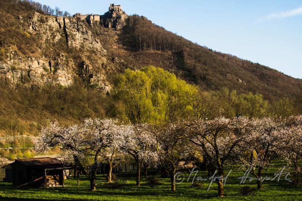 blooming apricot trees and Fortress Aggstein