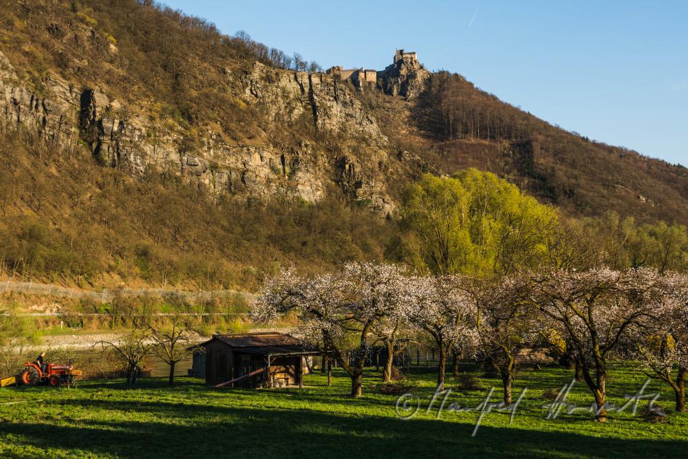 blooming apricot trees and Fortress Aggstein