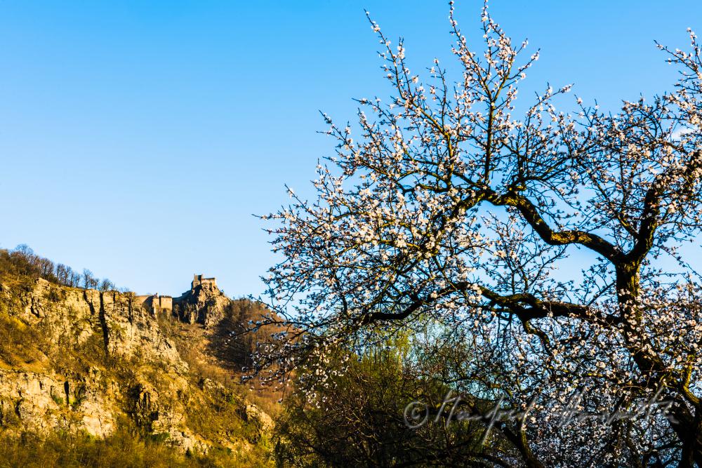 blooming apricot trees and Fortress Aggstein