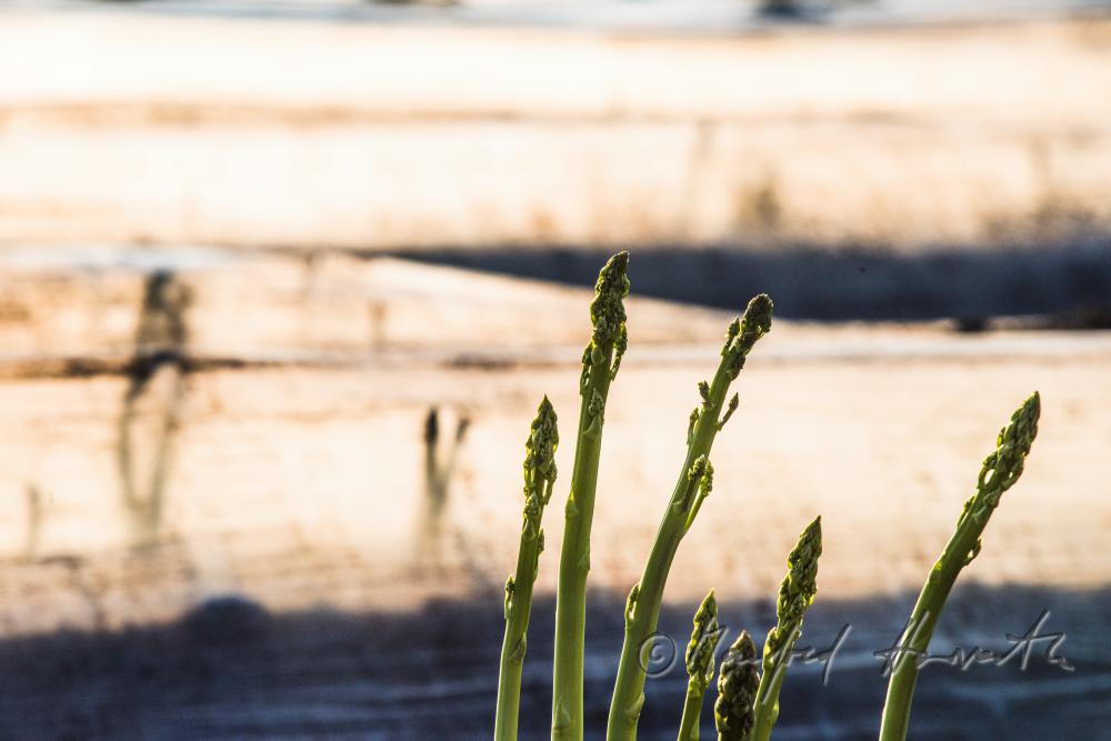 green asparagus in the field
