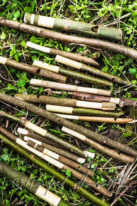 in spring it is an old tradition to carve whistles