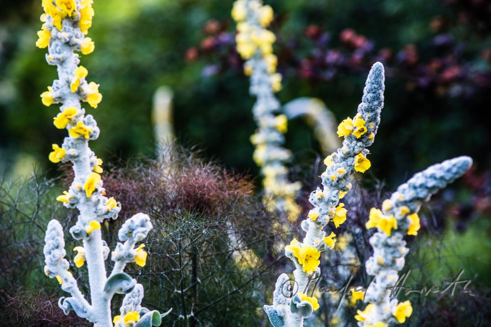 blooming Verbascum in the historic courtyard garden