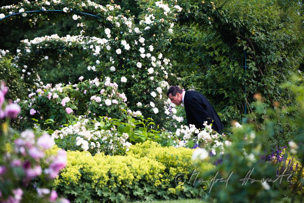 Benedictine monk smells the scent of a rose bloom