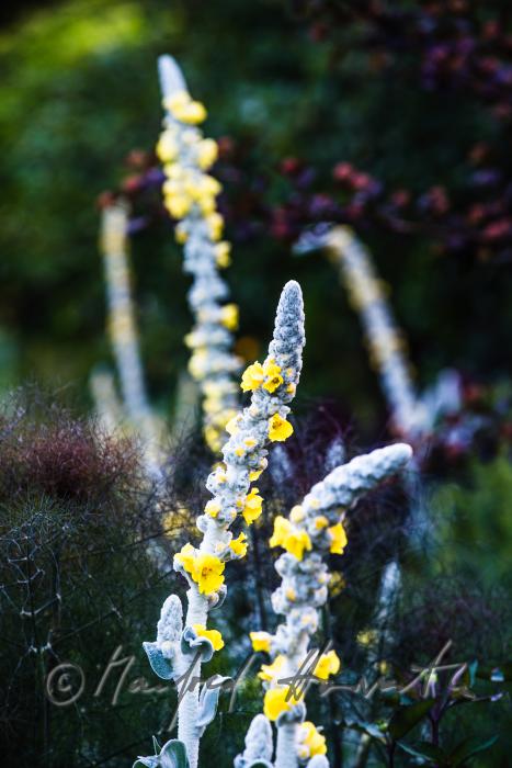 blooming Verbascum in the historic courtyard garden