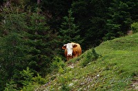 f3l530111