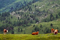f3l530113