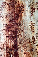 f4l080117