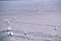 f4l180314
