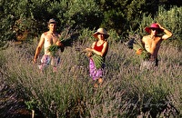 f4l260233