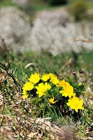 xb0016527