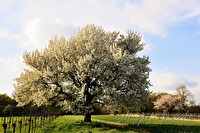 xb0017604